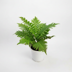Fern White Pot Studio