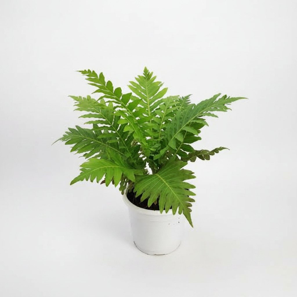 Fern White Pot Studio