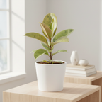 Variegated rubber plant Schriveriana styled indoors