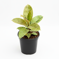 Ficus Schriveriana - Studio