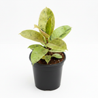 Rubber plant Schriveriana in a pot on a plain studio background