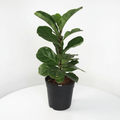 Fiddle Leaf Fig Studio