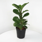 Fiddle leaf fig plant in a pot on a plain studio background
