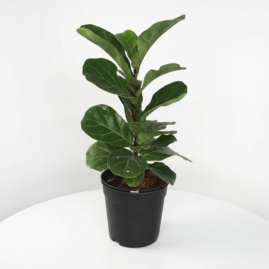 Fiddle Leaf Fig Studio