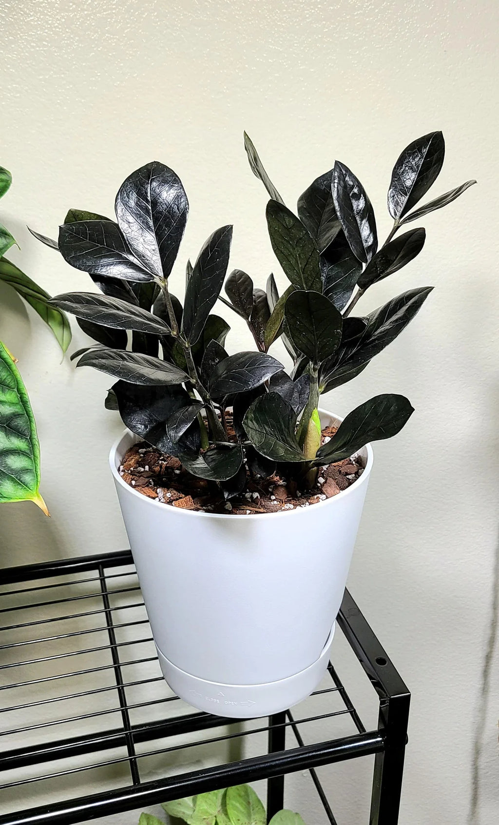 ZZ Black Live Plant – Zamioculcas Zamiifolia Black | Indoor Air Purifier Plant with Pot.