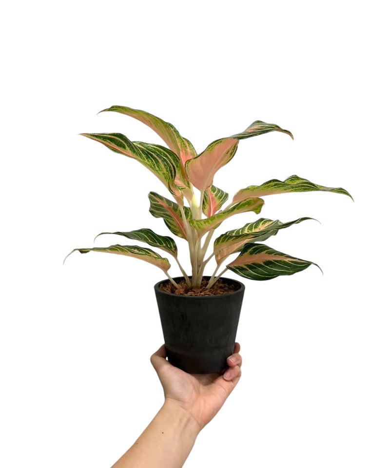 Aglaonema Peach Panama — product photo