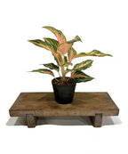 Aglaonema Peach Panama plant in pot, product photo
