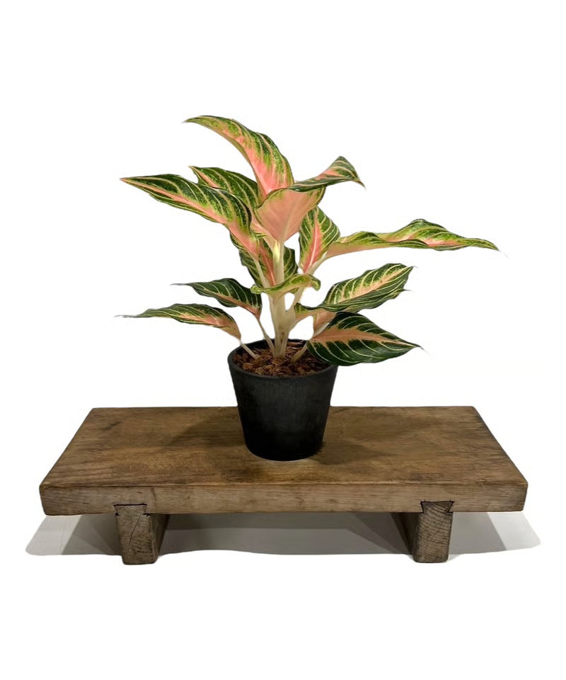 Aglaonema Peach Panama — alternate view