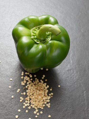Green Capsicum Bell Pepper Kitchen/Home Garden Seeds शिमला मिर्च / ದಪ್ಪೆಕಾಯಿ / బెల್ పెప్పర్ / க௏ழி மிளகாய் / കാപ്സികം