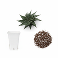Haworthia Combo – Plant + White Square Pot + Soil Mix