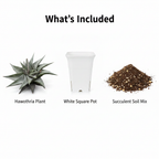 Haworthia Combo – What's Included