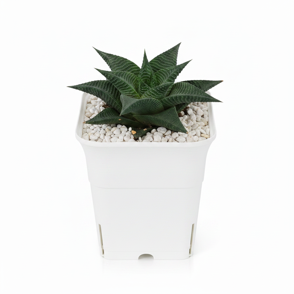Haworthia in White Square Pot – Professional Product Photo