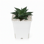 Haworthia in White Square Pot – Professional Product Photo