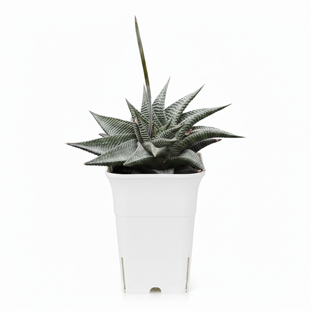 Haworthia in White Square Pot – Professional Product Photo