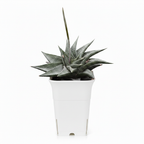 Haworthia in White Square Pot – Professional Product Photo