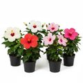 Hibiscus Mix Pack – 5 Varieties Original