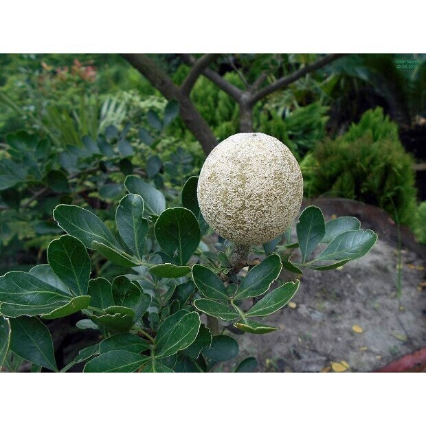 Wood Apple  Grafted Fruit Plant – Live Bael Tree