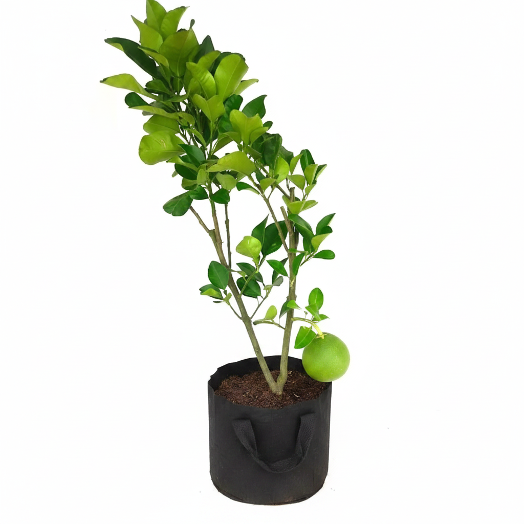 Hybrid Pomelo in Black Grow Bag