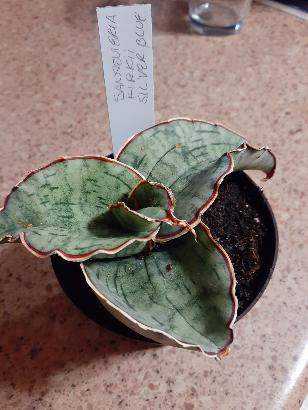 Sansevieria Kirkii 'Silver Blue' – Rare Snake Plant | Live Air Purifier Plant with Pot.
