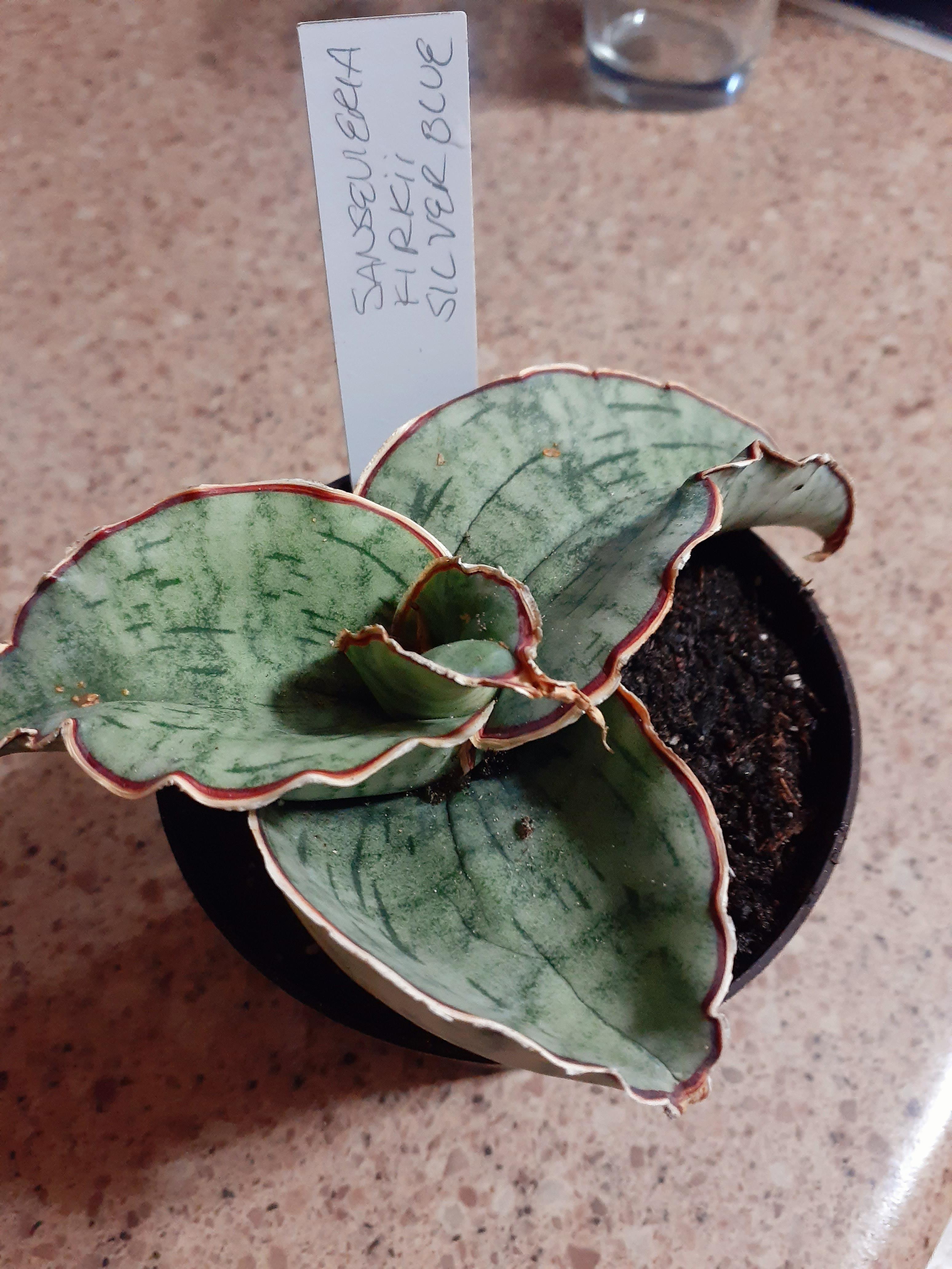 Close-up of silver-blue leaves of Sansevieria Kirkii