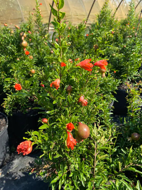 Bhagwa Pomegranate – Live Fruit Plant (Grafted)