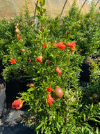 Bhagwa pomegranate live plant for home garden