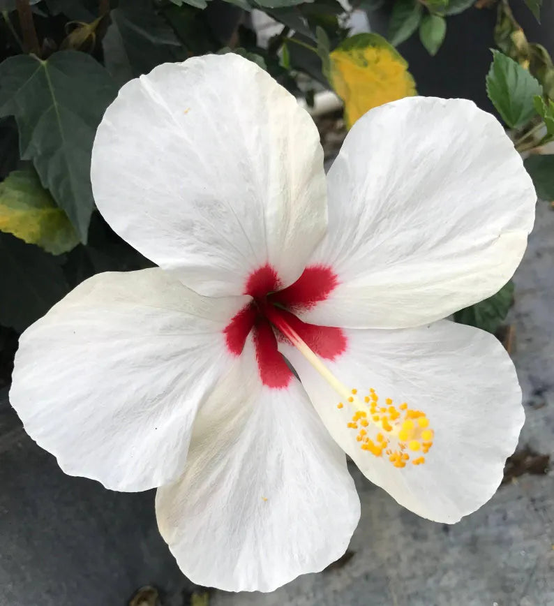 Hibiscus Mix Pack – 5 Plants (Pink, Red & Cream Varieties)