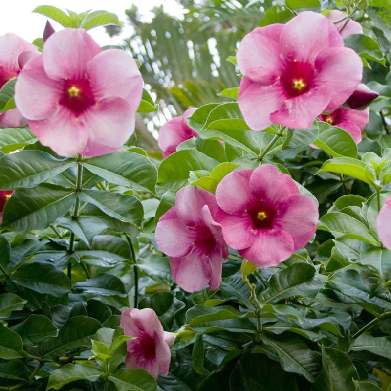 Allamanda Pink – Live Flowering Plant
