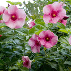 Allamanda Pink flowering plant