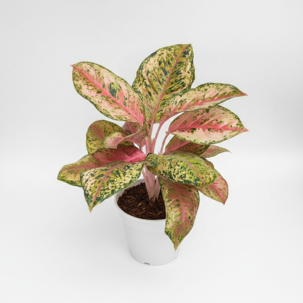 Aglaonema 10 Karat — Rare Natural Live Plant in Pot.