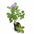 Kesavarthini live plant with a purple flower in its original black nursery pot on a white background