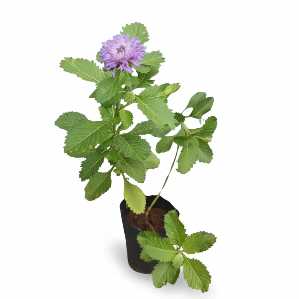Kesavarthini live plant with a purple flower in its original black nursery pot on a white background