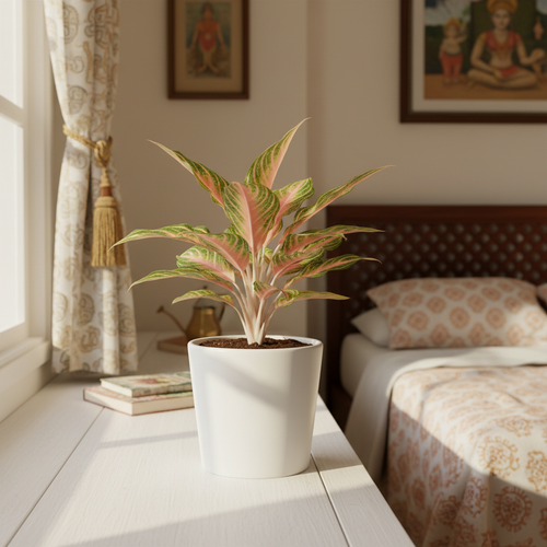 Aglaonema Peach Panama – Rare Live Indoor Plant | Air Purifier Plant with Pot.