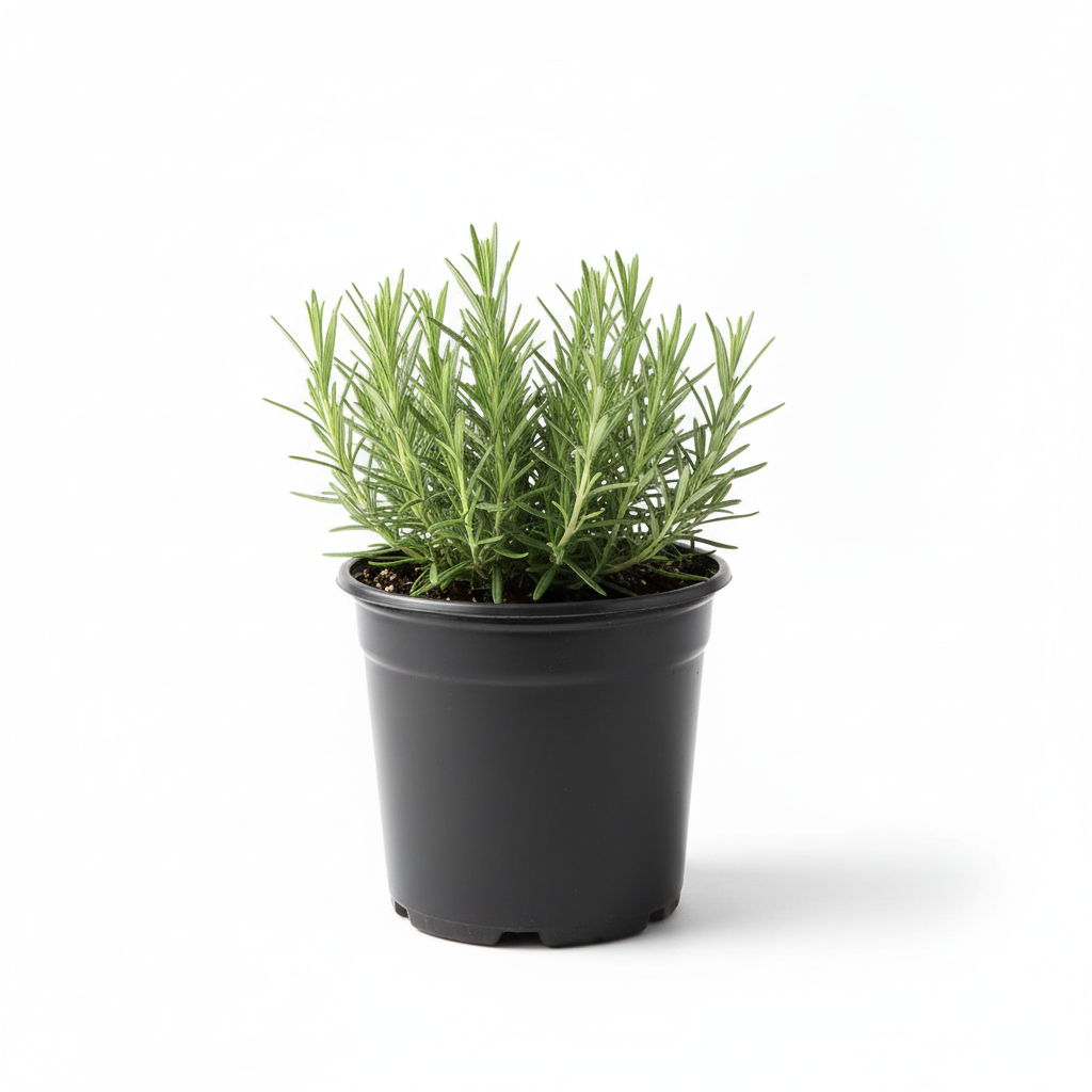 Rosemary live plant in its black nursery pot from a side angle