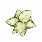 Aglaonema Super White — Elegant Rare Plant for Bright Interiors.