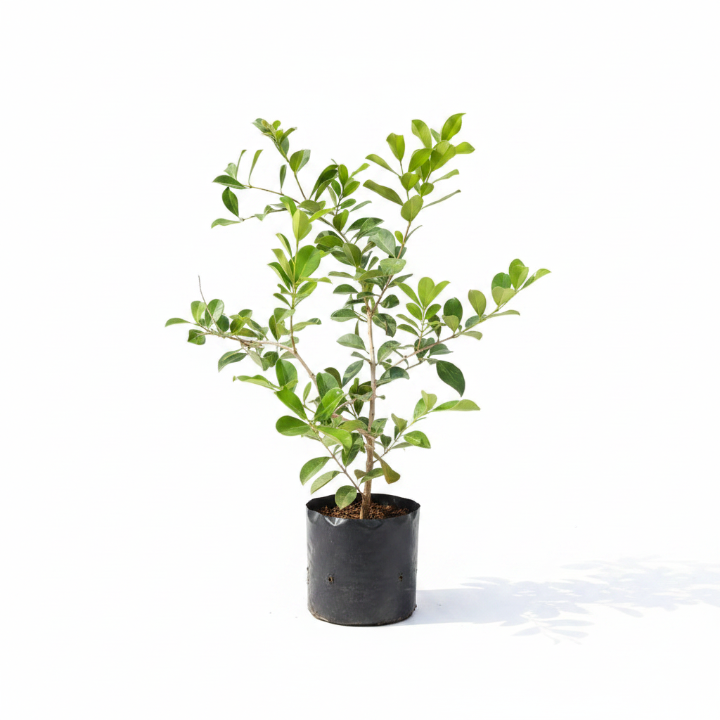 Strawberry Guava Plant (Psidium cattleianum) – Sweet Exotic Fruit Plant | Dream Nursery