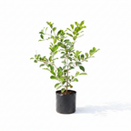 Strawberry guava (Psidium cattleianum) fruit plant sapling