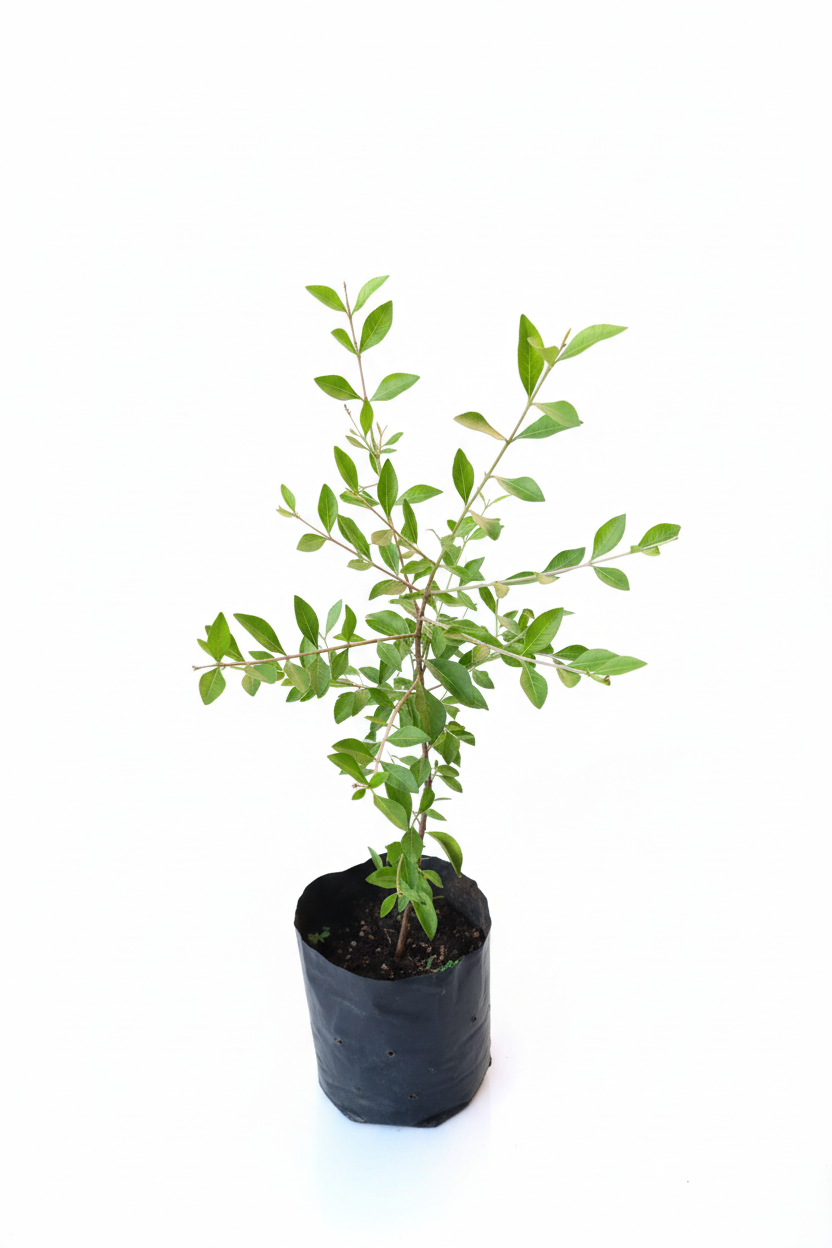Henna live plant in its original black nursery pot on a white background