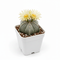 Astrophytum Myriostigma – Rare Bishop's Cap Cactus (3 Inch).