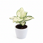 Aglaonema Super White — Elegant Rare Plant for Bright Interiors.