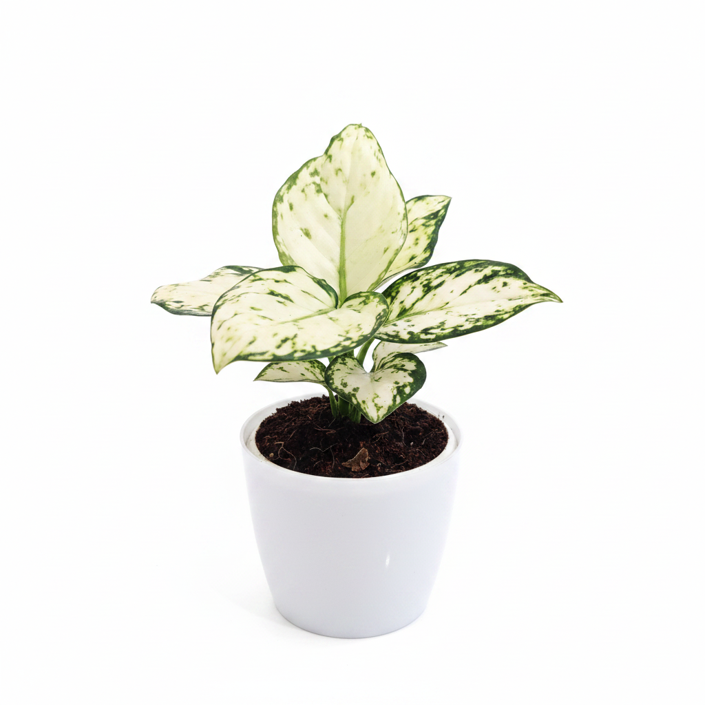 Aglaonema Super White plant front view, white background studio shot