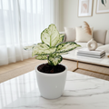 Aglaonema Super White plant in lifestyle setting on marble table near bright window