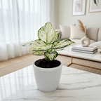 Aglaonema Super White — Elegant Rare Plant for Bright Interiors.