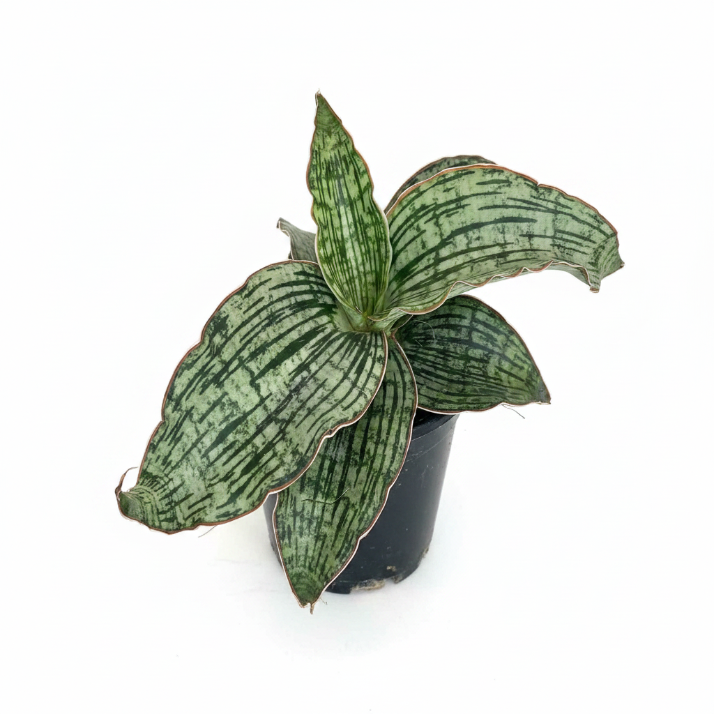 Sansevieria Kirkii 'Cleopatra' – Rare Snake Plant | Live Air Purifier Plant with Pot.
