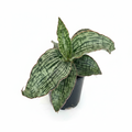 Sansevieria Kirkii 'Cleopatra' – Rare Snake Plant | Live Air Purifier Plant with Pot.