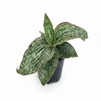 Sansevieria Kirkii Cleopatra rare snake plant in nursery pot