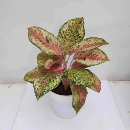 Aglaonema 10 Karat plant front view in white plastic pot on white background