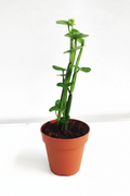 Harjog live plant in a terracotta pot on a white background