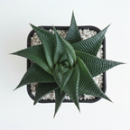 Haworthia limifolia Succulent – Easy Care Indoor Plant for Home & Office.