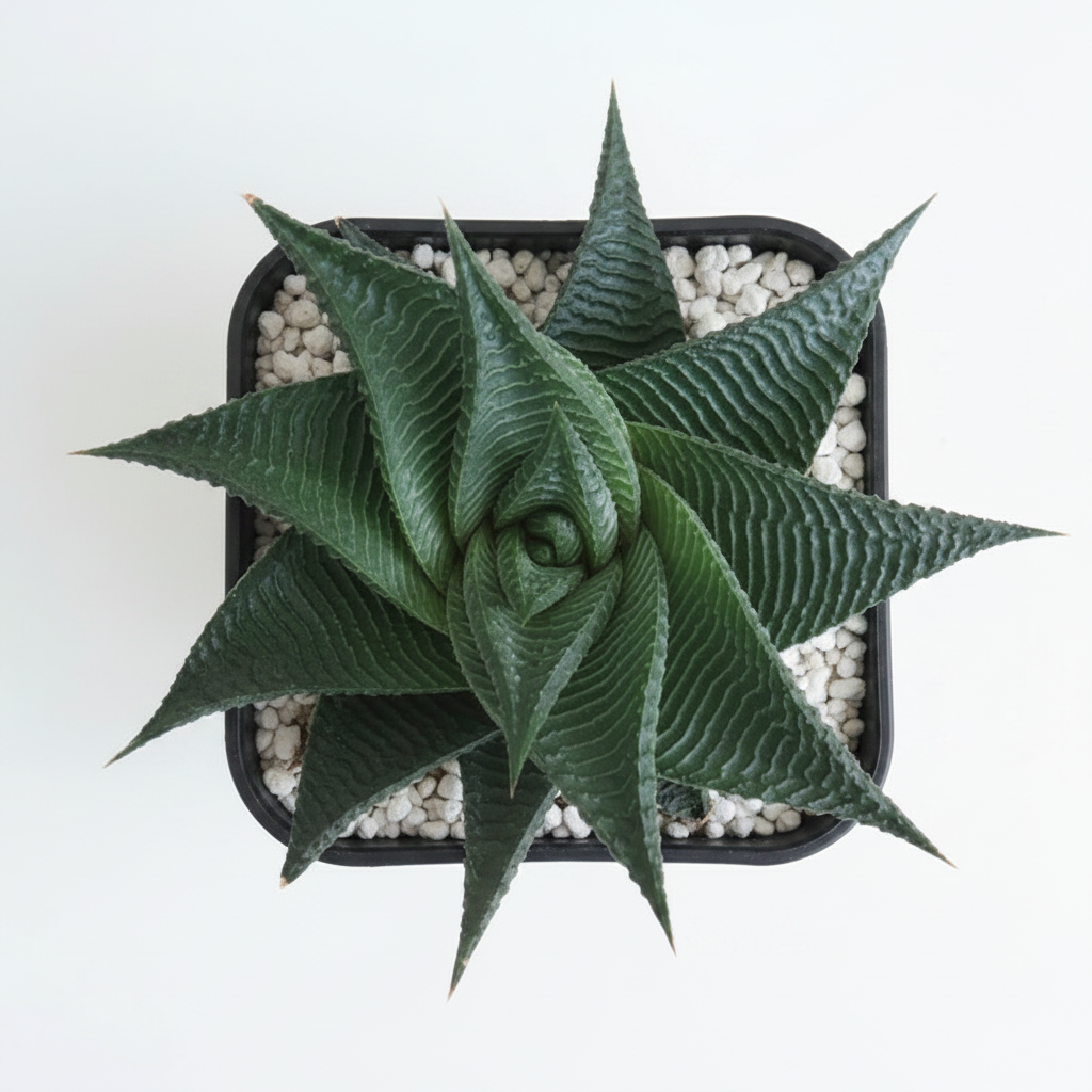 Haworthia limifolia in black square pot top-down white background